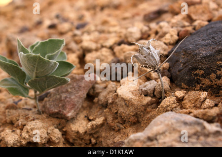 Kleine Pflanze auf Eruptivgestein Akal Rajasthan Indien