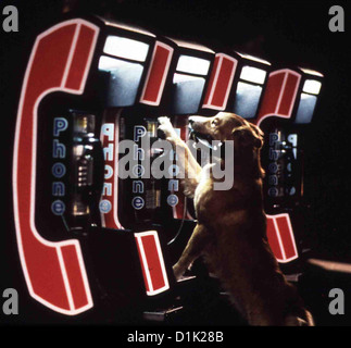 Bingo - Kuck' Mal Wer Da behandelte Bingo Bingo bin Telefon *** lokalen Caption *** 1991 Tri Star Pic. , clips 07/96 Stockfoto