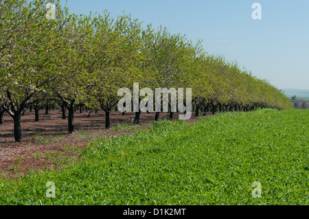 Israel, Jezreel Senke, Plantage Stockfoto