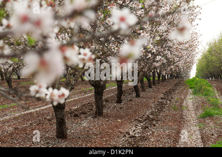 Mandel-Plantage, Nahaufnahme von einer Mandelblüten fotografiert in Israel Stockfoto