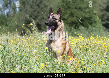 Hund Belgischer Schäferhund Malinois Adilt sitzen auf einer Wiese Stockfoto