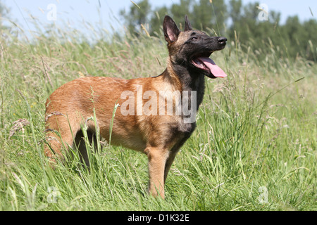 Belgischer Schäferhund Malinois Welpen stehenden Hund Stockfoto