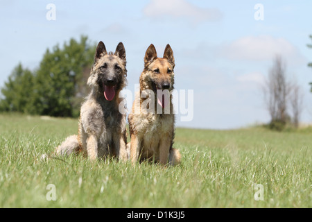 Belgischer Schäferhund Laekenois zwei Erwachsene sitzen auf einer Wiese Hund Stockfoto