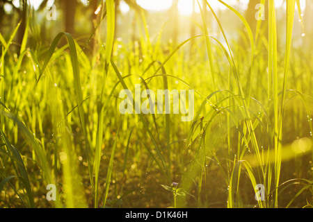 grünen Rasen im Morgenlicht Stockfoto