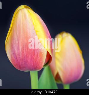 Zweifarbige rosa und gelb Frühling Tulpen vor einem dunklen Hintergrund. Stockfoto