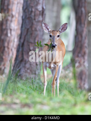 Foto von einem weißen Schweif Hirsch im Wald Stockfoto