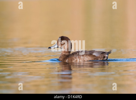 Weibliche mit Kapuze Prototyp auf einem Teich in Florida Stockfoto