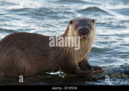 Eurasische Fischotter Lutra Lutra Shetland UK Stockfoto