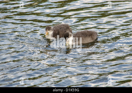 Zwei niedliche juvenile Blässhühner leben an einem sonnigen Tag zu genießen Stockfoto