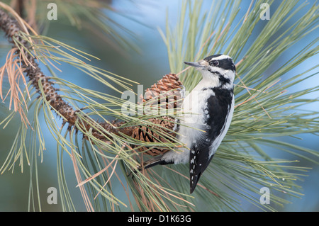 Haarige Specht (Picoides Villosus) hängend von einem Tannenzapfen, Missoula, Montana Stockfoto