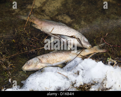 Tote Fische durch Wasserverschmutzung Stockfoto