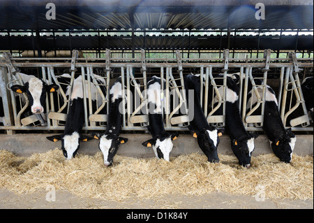 Milchviehbetrieb mit Reihen von Kühen bei der Fütterung Stockfoto