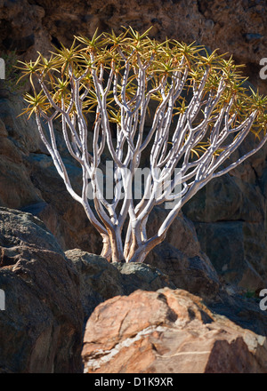 Aloe dichotoma, auch als Köcherbaum oder Köcherbaum auf felsigen Klippe flankieren den Orange River im Ai Ais Richtersveld Transfrontier Park Namibia bekannt Stockfoto