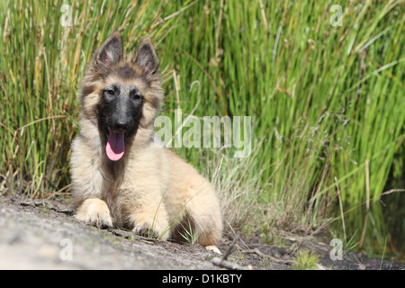 Belgischer Schäferhund Hund Tervuren / Tervueren Welpen auf dem Boden liegend Stockfoto