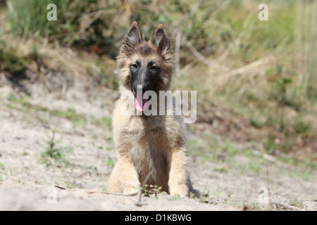 Belgischer Schäferhund Hund Tervuren / Tervueren Welpen sitzen Stockfoto