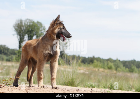 Belgischer Schäferhund Hund Tervuren / Tervueren Welpen stehen Stockfoto