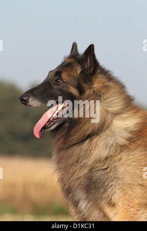 Belgischer Schäferhund Hund Tervuren / Tervueren Erwachsenen Porträt Profil Stockfoto