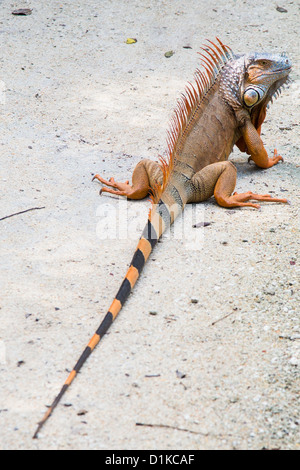 Leguan in den Florida Keys, Florida, USA Stockfoto