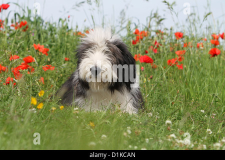 Bearded Collie Hund / Beardie Welpen auf einer Wiese liegend Stockfoto