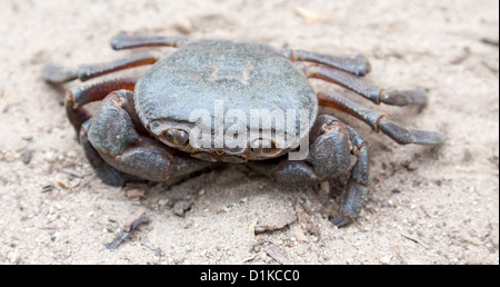 Süßwasser-Krabben Potamon Potamios, Melindiz River, Ihlara Tal, Kappadokien, Türkei Stockfoto