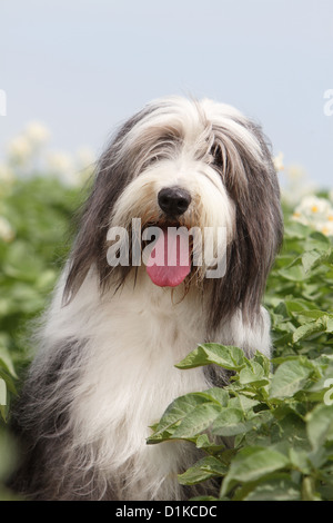 Bearded Collie Hund / Erwachsene Beardie-Porträt Stockfoto