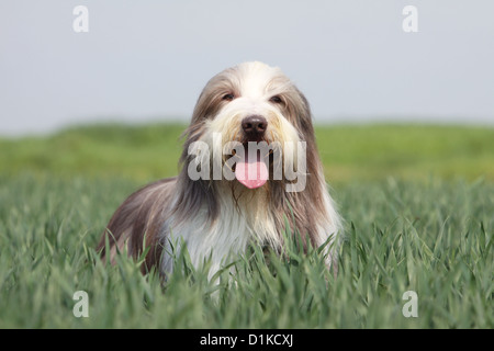 Bearded Collie Hund / Beardie Erwachsenen stehen in einem legten Stockfoto