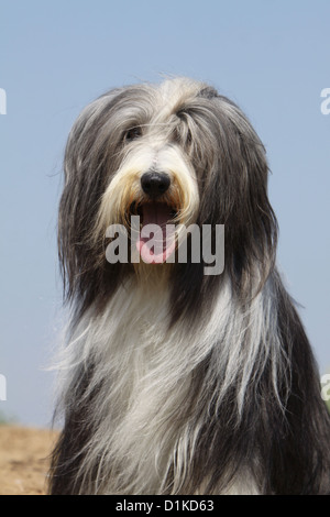 Bearded Collie Hund / Erwachsene Beardie-Porträt Stockfoto