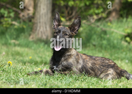 Hund Berger Picard / Picardie Schäferhund Welpen auf einer Wiese liegend Stockfoto