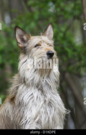 Hund Berger Picard / Picardie Schäferhund adult Porträt Stockfoto