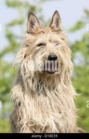 Hund Berger Picard / Picardie Schäferhund adult Porträt Stockfoto