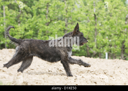 Hund Berger Picard / Picardie Schäferhund Erwachsenen läuft in einem Feld Stockfoto