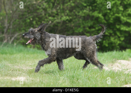 Hund Berger Picard / Picardie Schäferhund Erwachsenen laufen auf einer Wiese Stockfoto