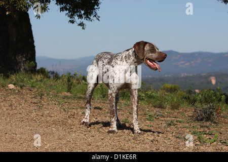 Braque du Bourbonnais Hund / Bourbonnais Pointing Dog adult Stockfoto