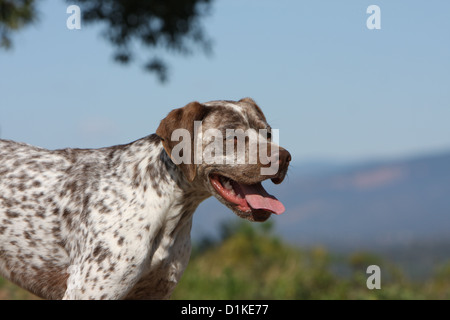 Braque du Bourbonnais Hund / Bourbonnais Pointing Dog adult Porträt Stockfoto