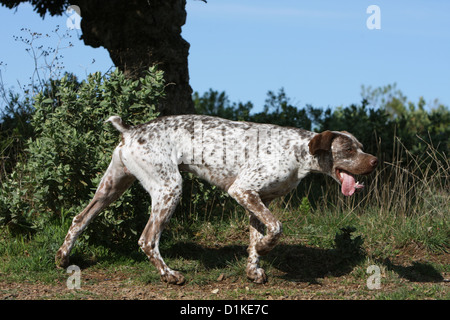 Braque du Bourbonnais Hund / Bourbonnais Pointing Dog adult Stockfoto