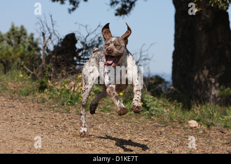 Braque du Bourbonnais Hund / Bourbonnais Vorstehhund Erwachsenen ausgeführt Stockfoto