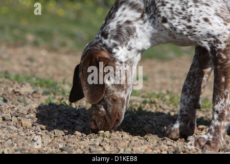 Braque du Bourbonnais Hund / Bourbonnais Vorstehhund Erwachsenen einen Geruch riechen Stockfoto