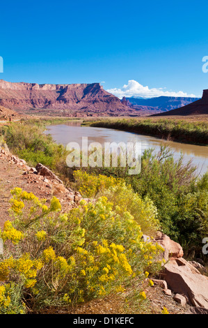 Colorado River und Beifuß im Vordergrund, in der Nähe von Moab, Utah, Vereinigte Staaten von Amerika, Nordamerika Stockfoto