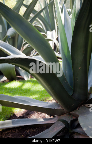 Großen Aloen in Mexiko Stockfoto