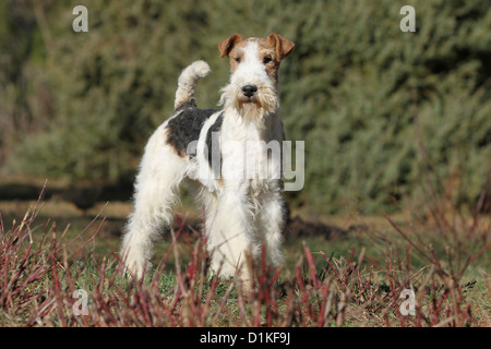 Hund Foxterrier Draht Erwachsenen stehen Stockfoto