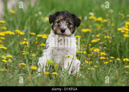 Hund Wire Fox Terrier Welpen sitzen auf dem Rasen Stockfoto