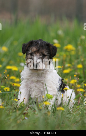 Hund Wire Fox Terrier Welpe Welpen sitzen auf dem Rasen Stockfoto