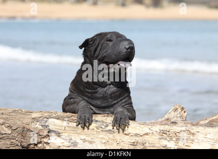 Hund Shar-pei Erwachsenen schwarz liegend auf Holz Stockfoto