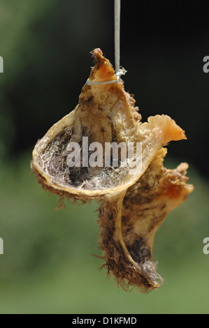 Schwarz-Nest Swifltlet (Aerodramus Maxima) Nester gesammelt für die Vogelnest-Suppe, Borneo Stockfoto