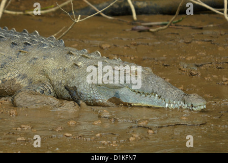 Amerikanisches Krokodil (Crocodylus Acutus) in Costa Rica Stockfoto