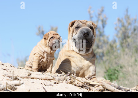 Shar pei Welpen und Erwachsene Creme Hund am Strand Stockfoto