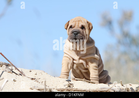 Hund Shar pei Welpen Fawn am Strand sitzen Stockfoto