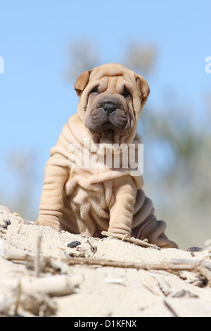 Hund Shar pei Welpen Fawn am Strand sitzen Stockfoto