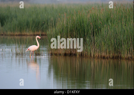 Rosaflamingo ruht in einem Teich. Stockfoto