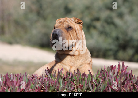 Hund Shar-pei Erwachsenen Porträt Profil beige rot Stockfoto